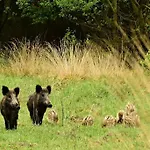 Reewold Veluwe *