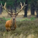 Reewold Veluwe