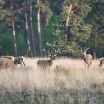 Reewold Veluwe