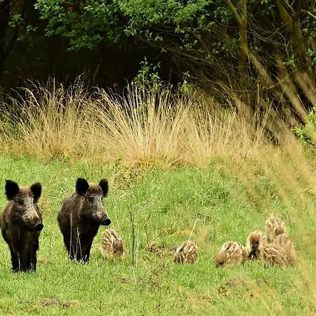 Reewold Veluwe *