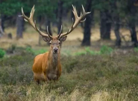 Reewold Veluwe