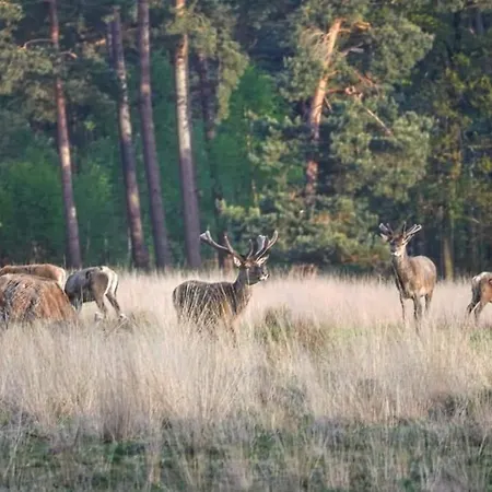 Reewold Veluwe