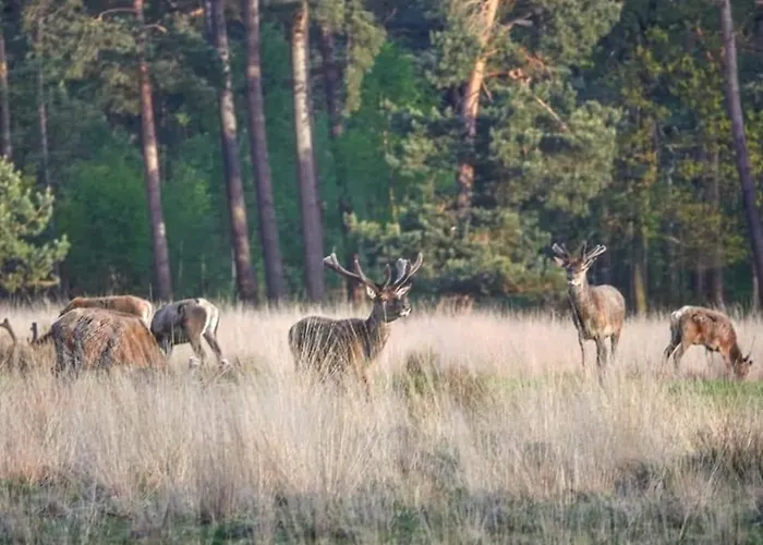 Reewold Veluwe