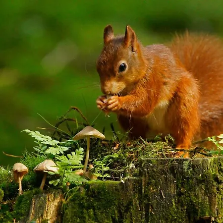 Reewold Veluwe * Putten