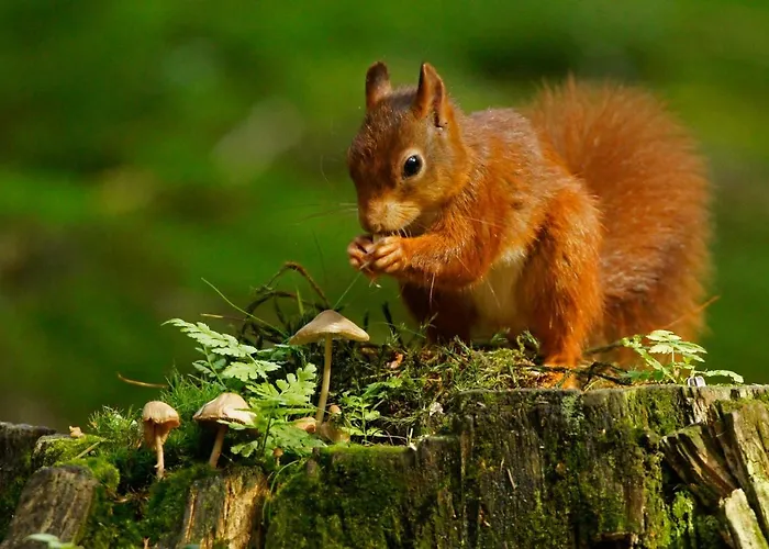 Reewold Veluwe * Putten